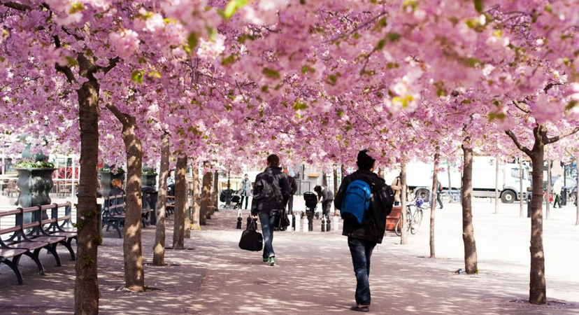 9 najboljih mjesta u Europi za vidjeti ružičasta drveća, Stockholm