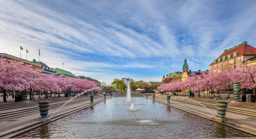 9 najboljih mjesta u Europi za vidjeti ružičasta drveća, Stockholm