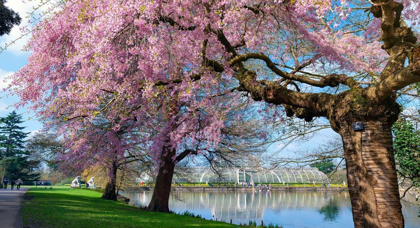 9 najboljih mjesta u Europi za vidjeti ružičasta drveća, London