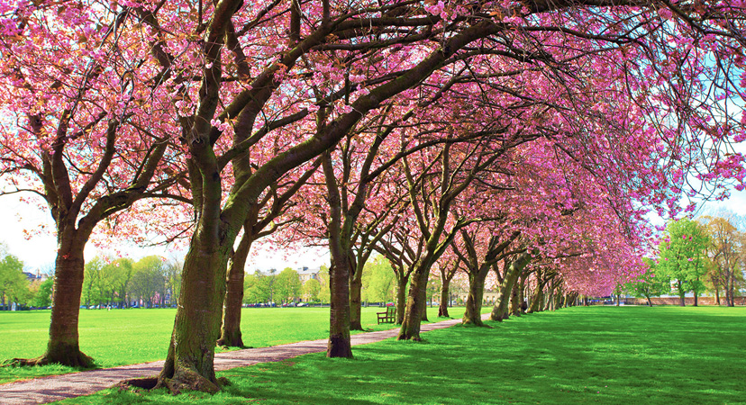 9 najboljih mjesta u Europi za vidjeti ružičasta drveća, Edinburgh
