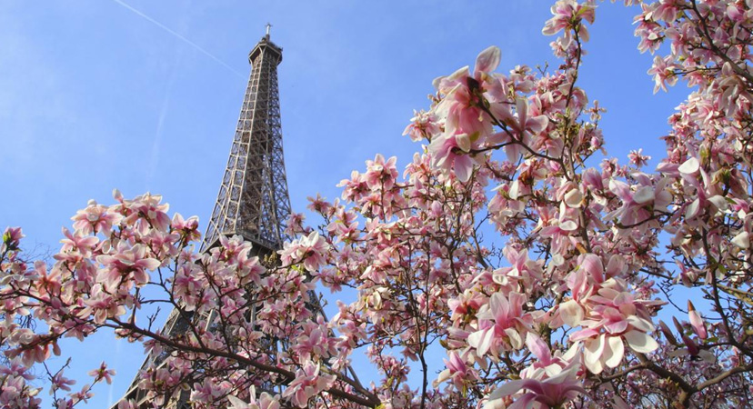 9 najboljih mjesta u Europi za vidjeti ružičasta drveća, Pariz