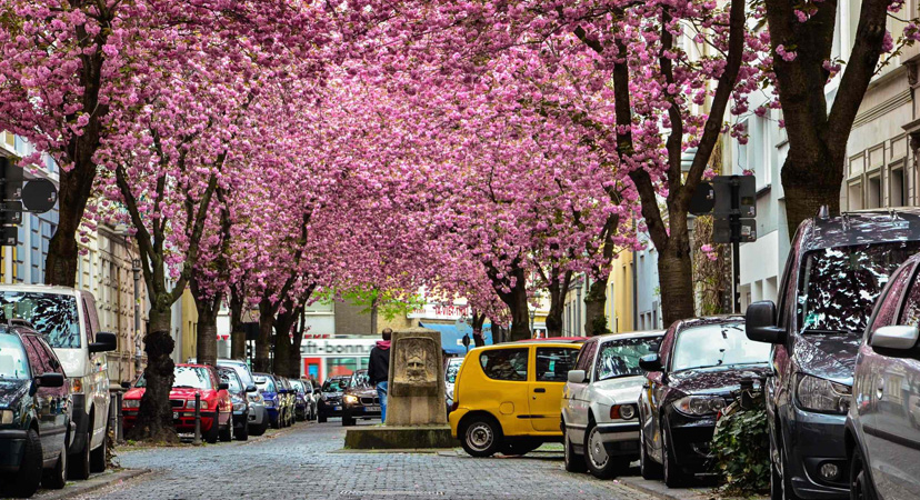 9 najboljih mjesta u Europi za vidjeti ružičasta drveća, Bonn
