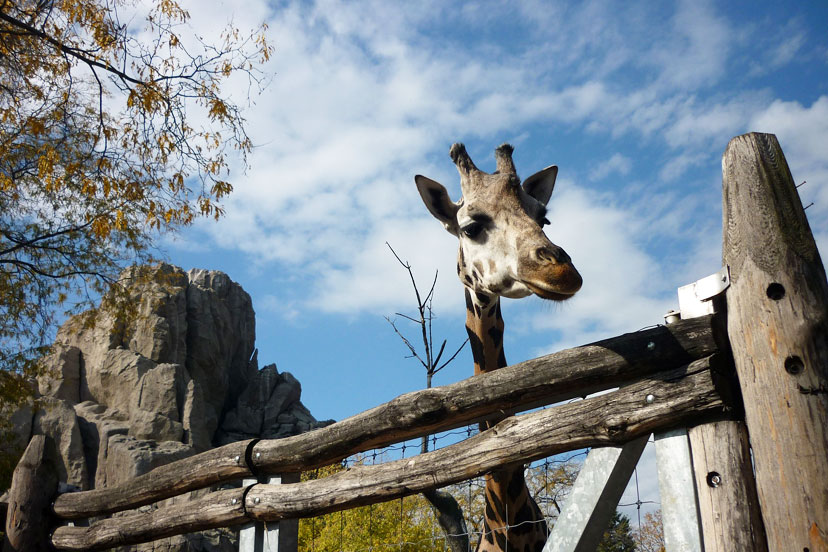 Zoo, Budimpešta, InterCity