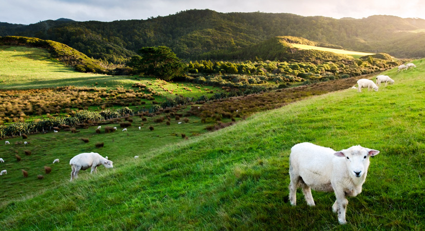 Novi Zeland, farma ovaca