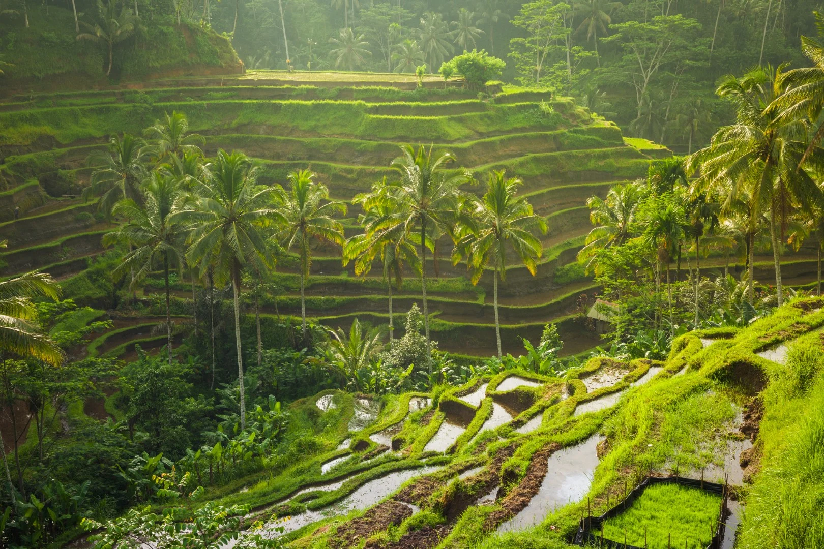Bali, Ubud, Tegallalang, rižina polja