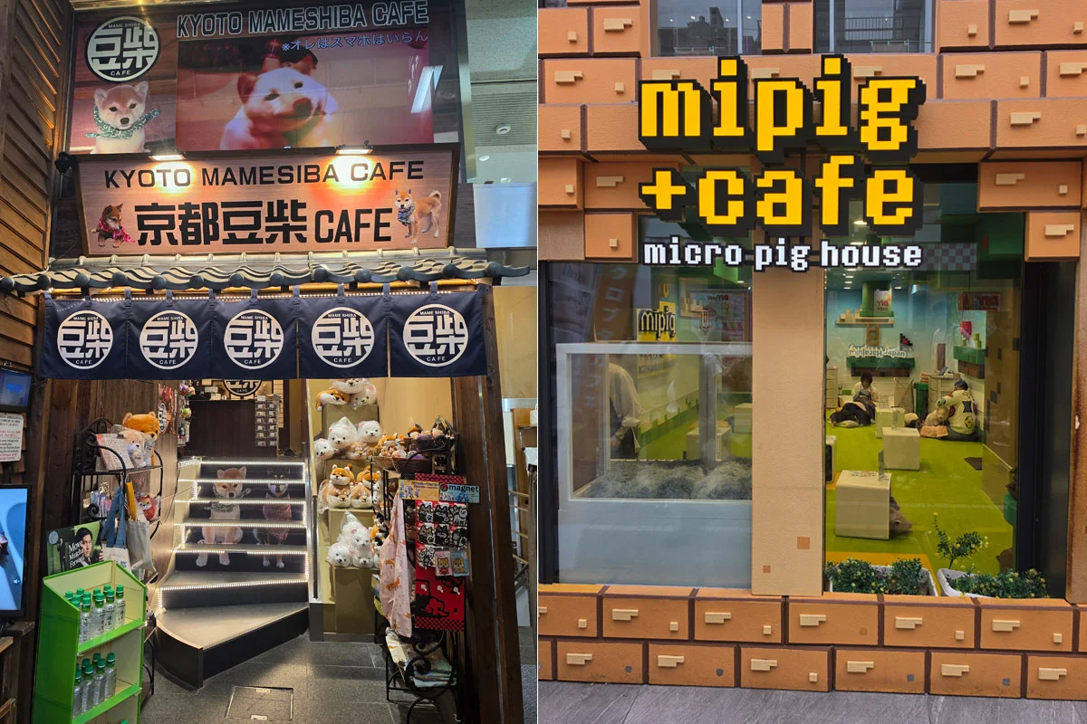 animal kafići u japanu